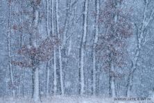 © Silko Bednarz - Waldkante im Winter